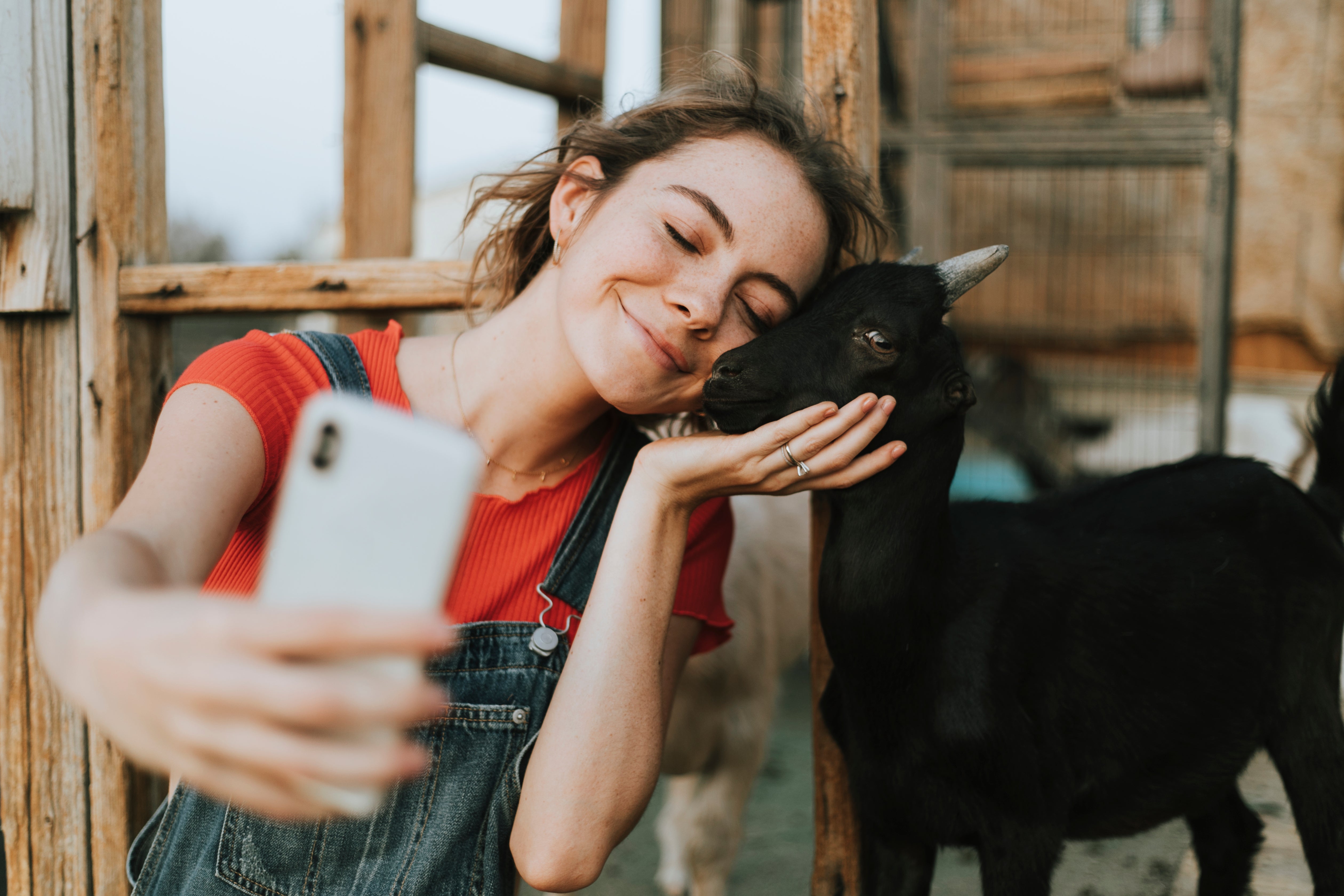 Goat Pet Selfie